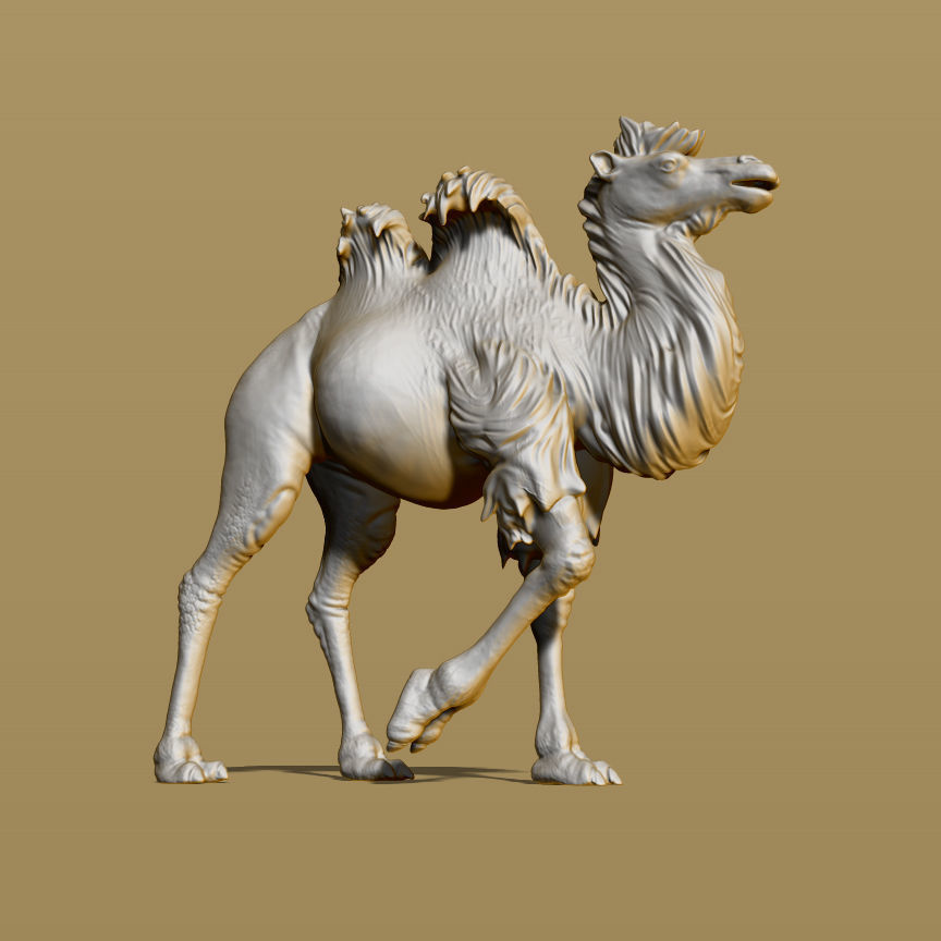 Shaggy camel