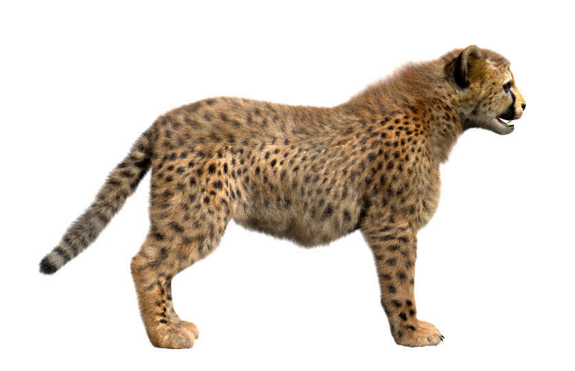 Cheetah-Baby