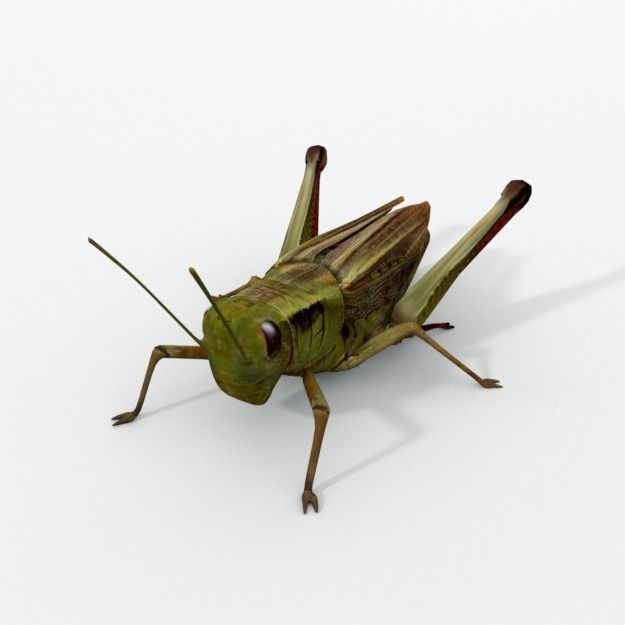 Grasshopper