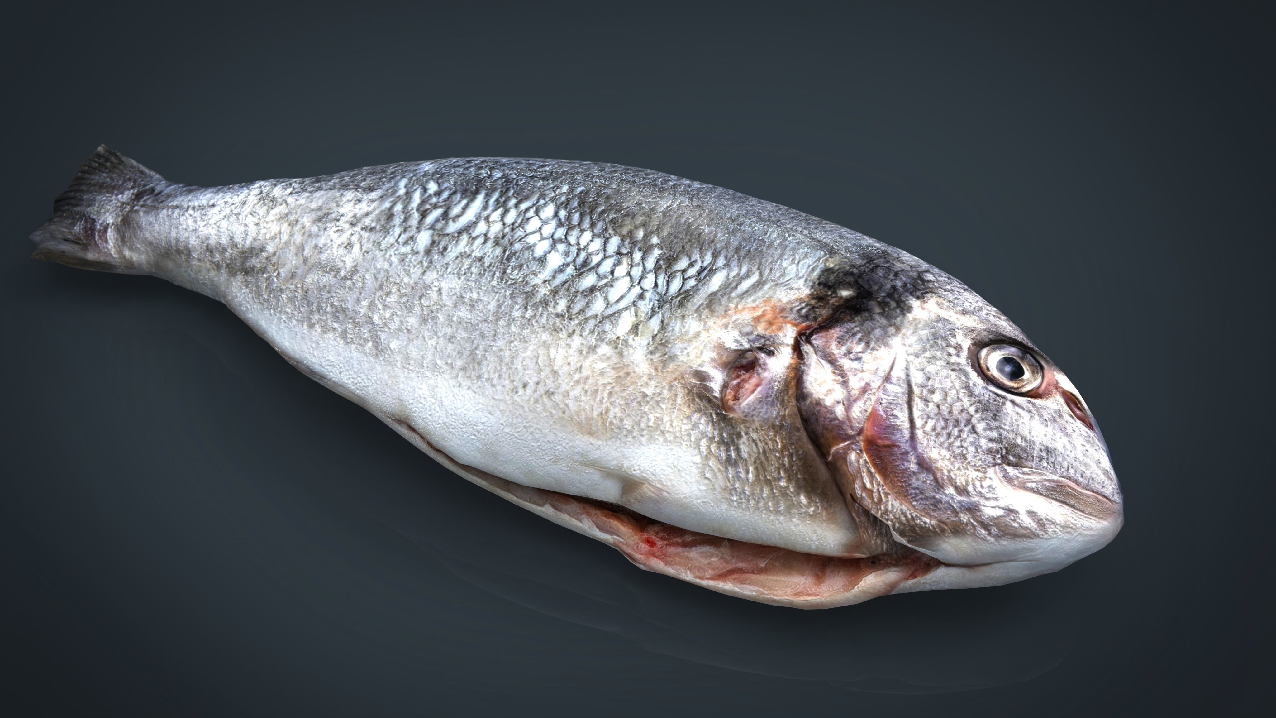 Gilt-head bream