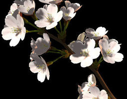 cherry tree 3dm 3d models 3d files cgtrader cherry tree 3dm 3d models 3d files cgtrader