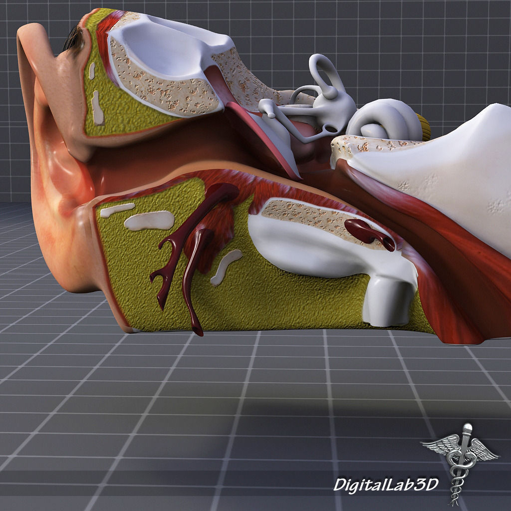 Ear Anatomy 3D model CGTrader