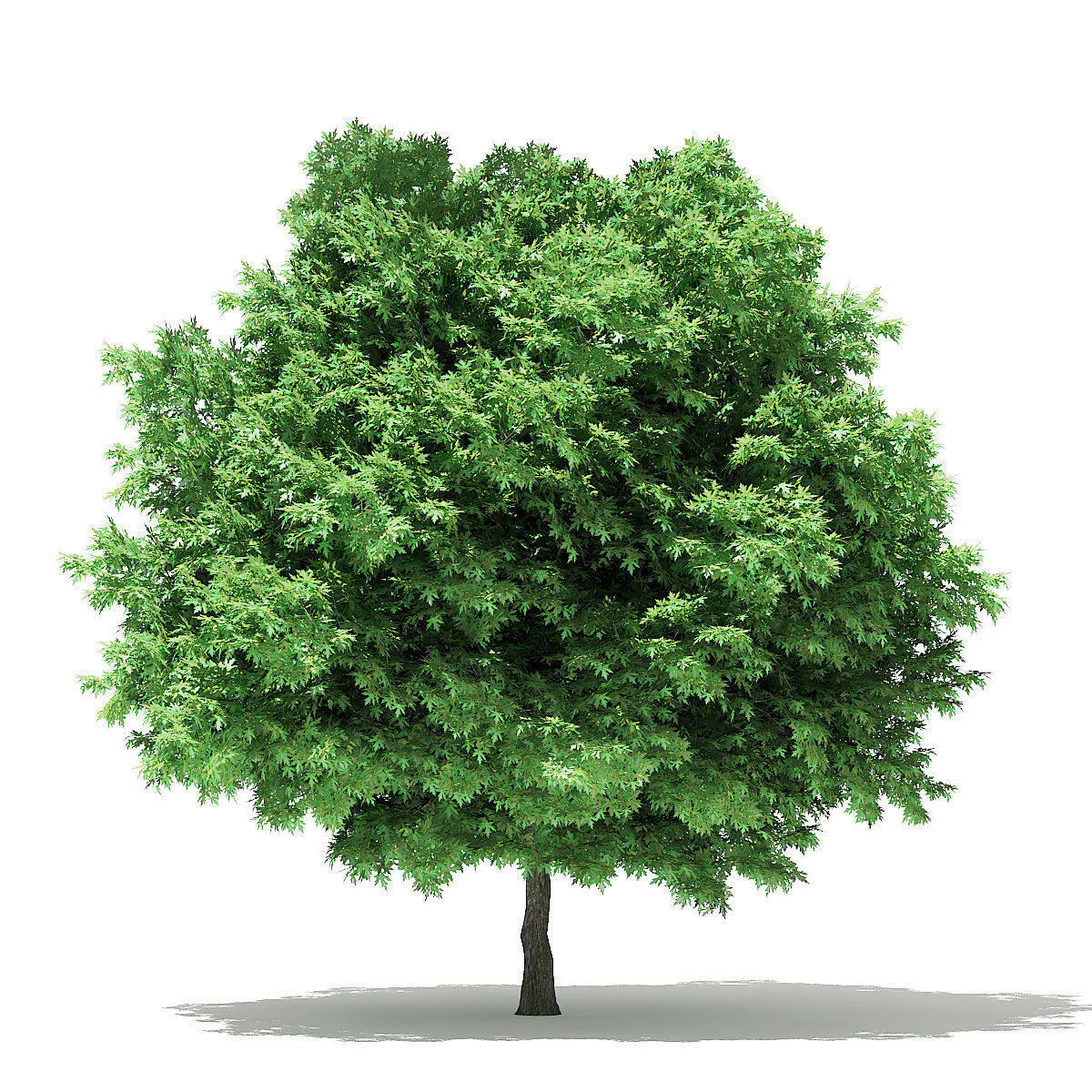 Silver Maple 3D Model 6m