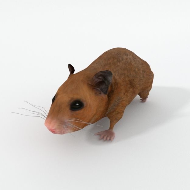 3d hamster