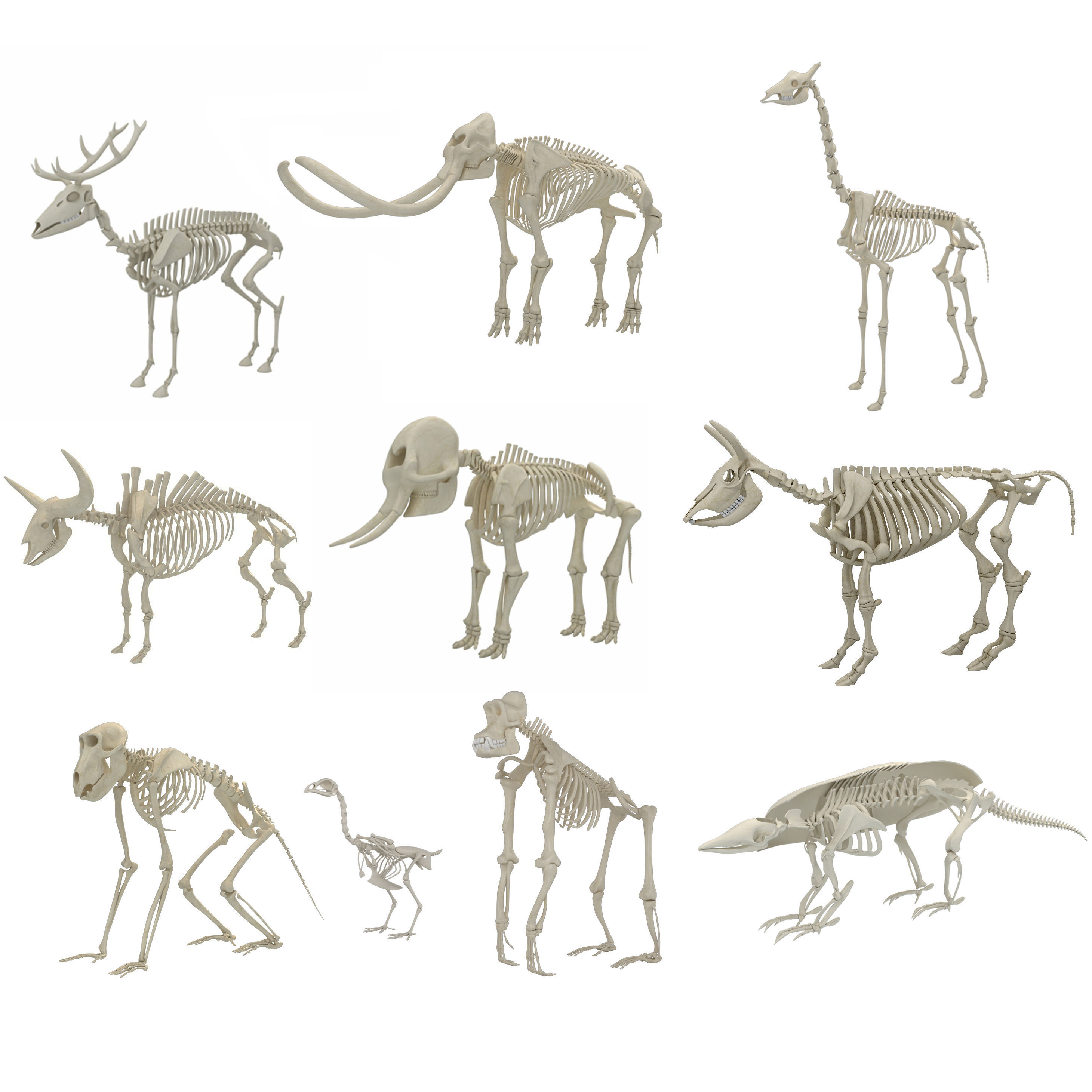Animal Skeleton 10 in 1