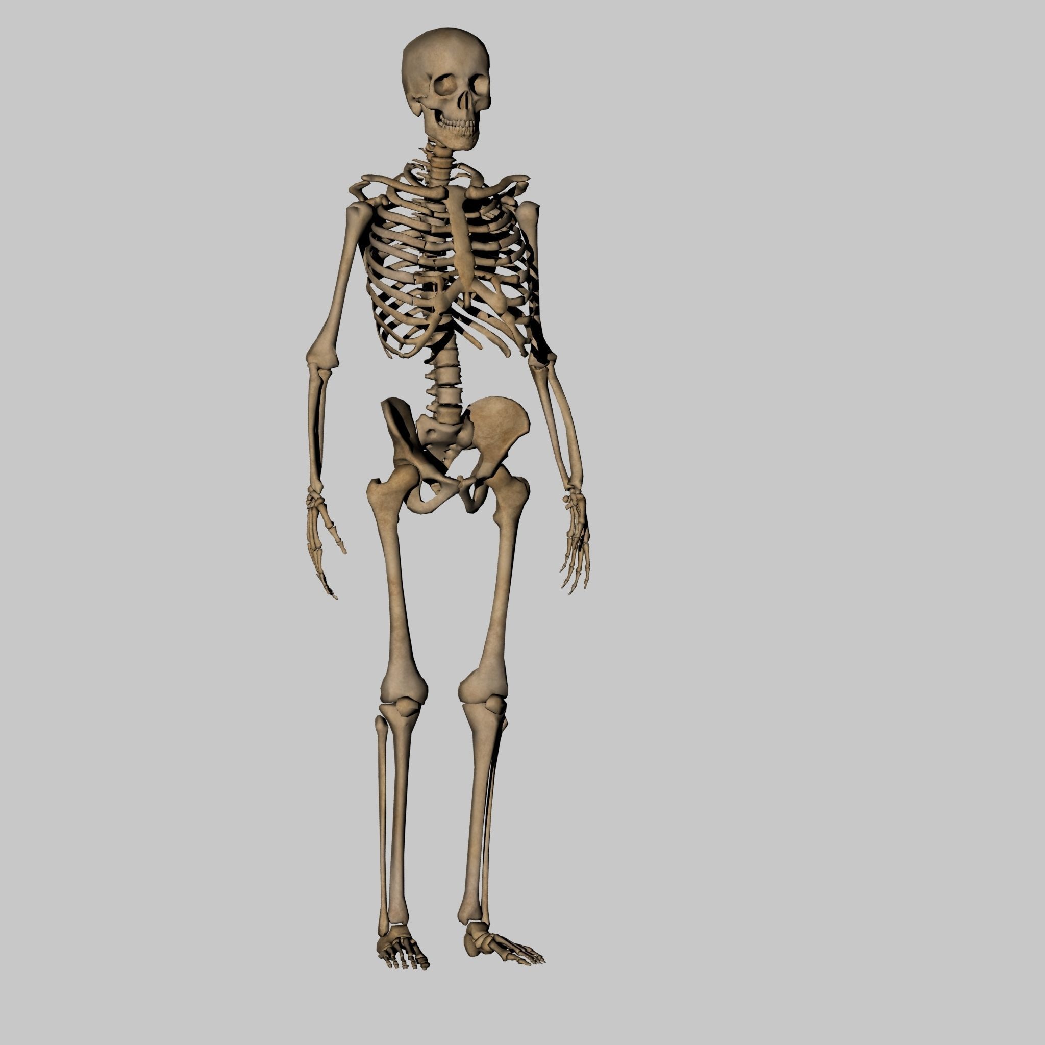 Human Anatomy Skeleton 3D