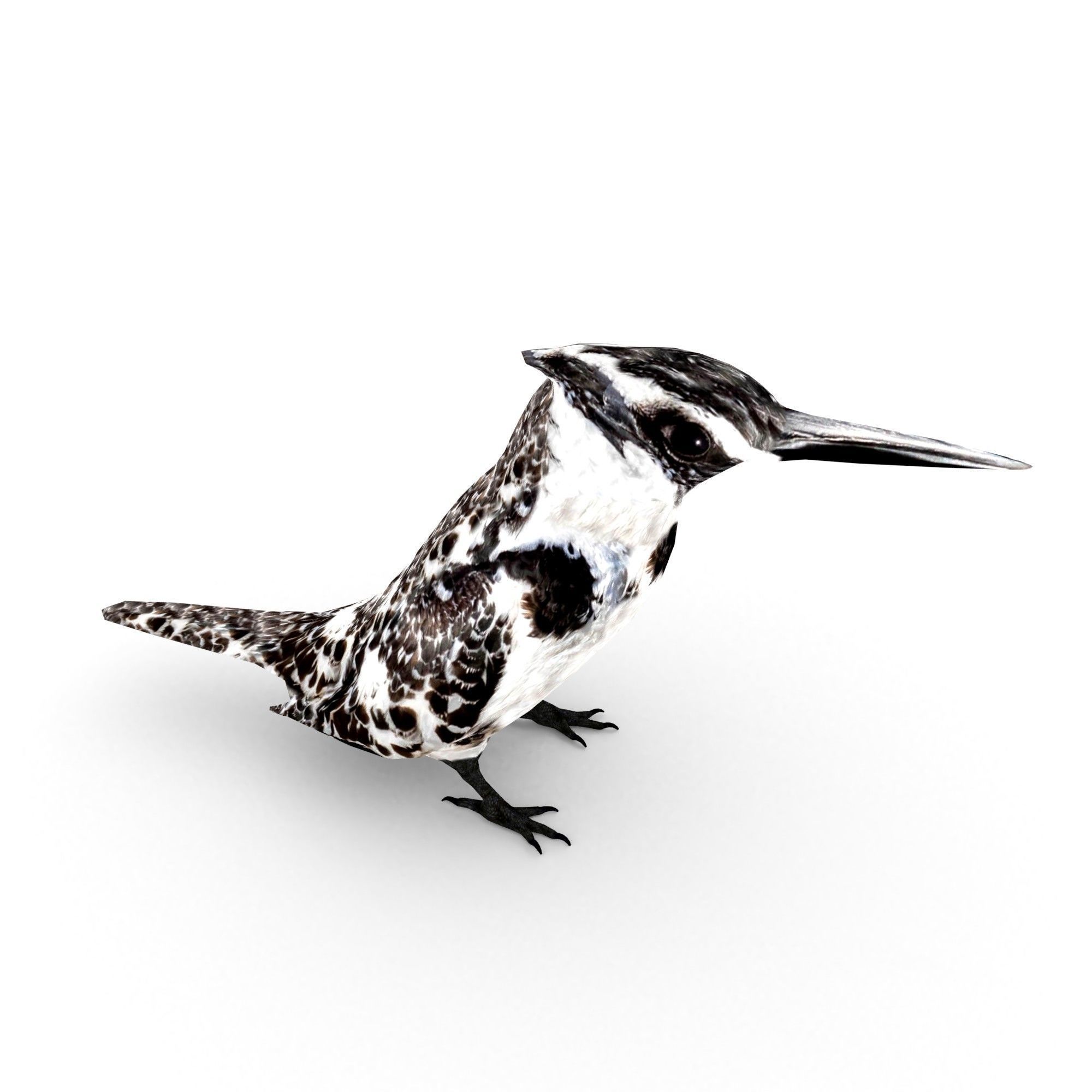 Pied Kingfisher Ceryle rudis Low-poly 3D model