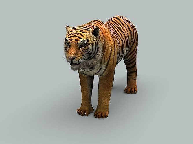 tiger 3d animated cgtrader