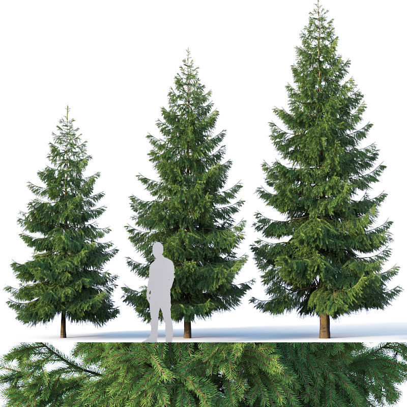 Spruce Nr 3 Three sizes H430-650cm - Modular branches