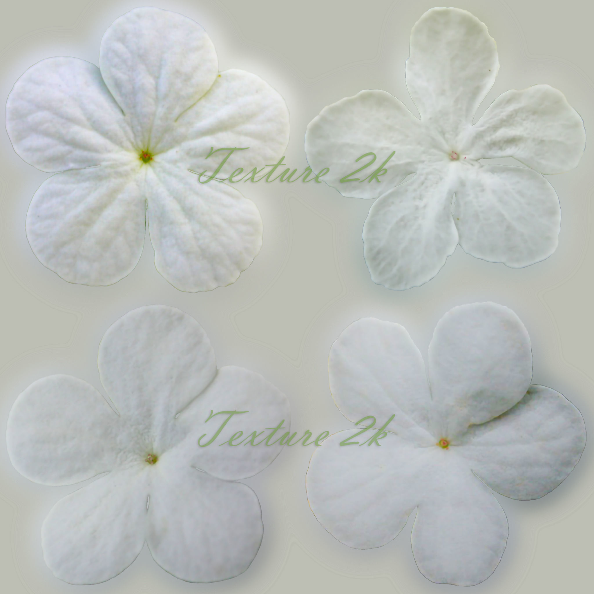 Viburnum Kalina Buldenezh 3D model CGTrader