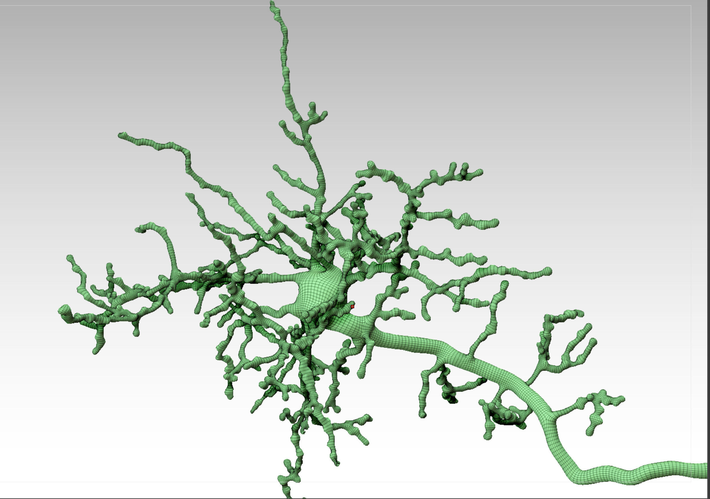 Cerebral cortex neuron 3D model | CGTrader