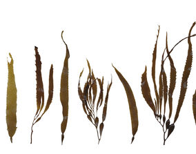 Free Kelp 3D Models | CGTrader