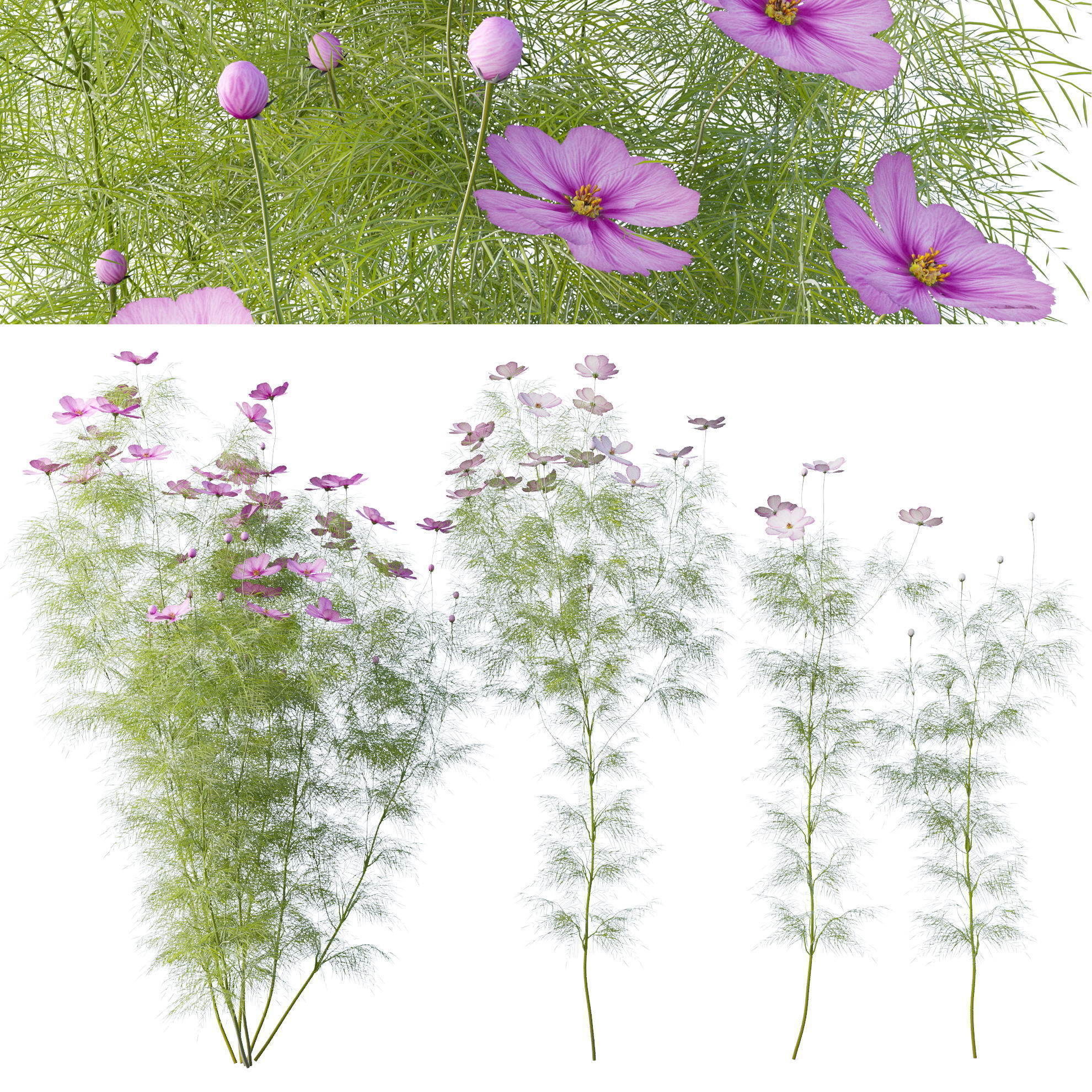 Cosmos flower