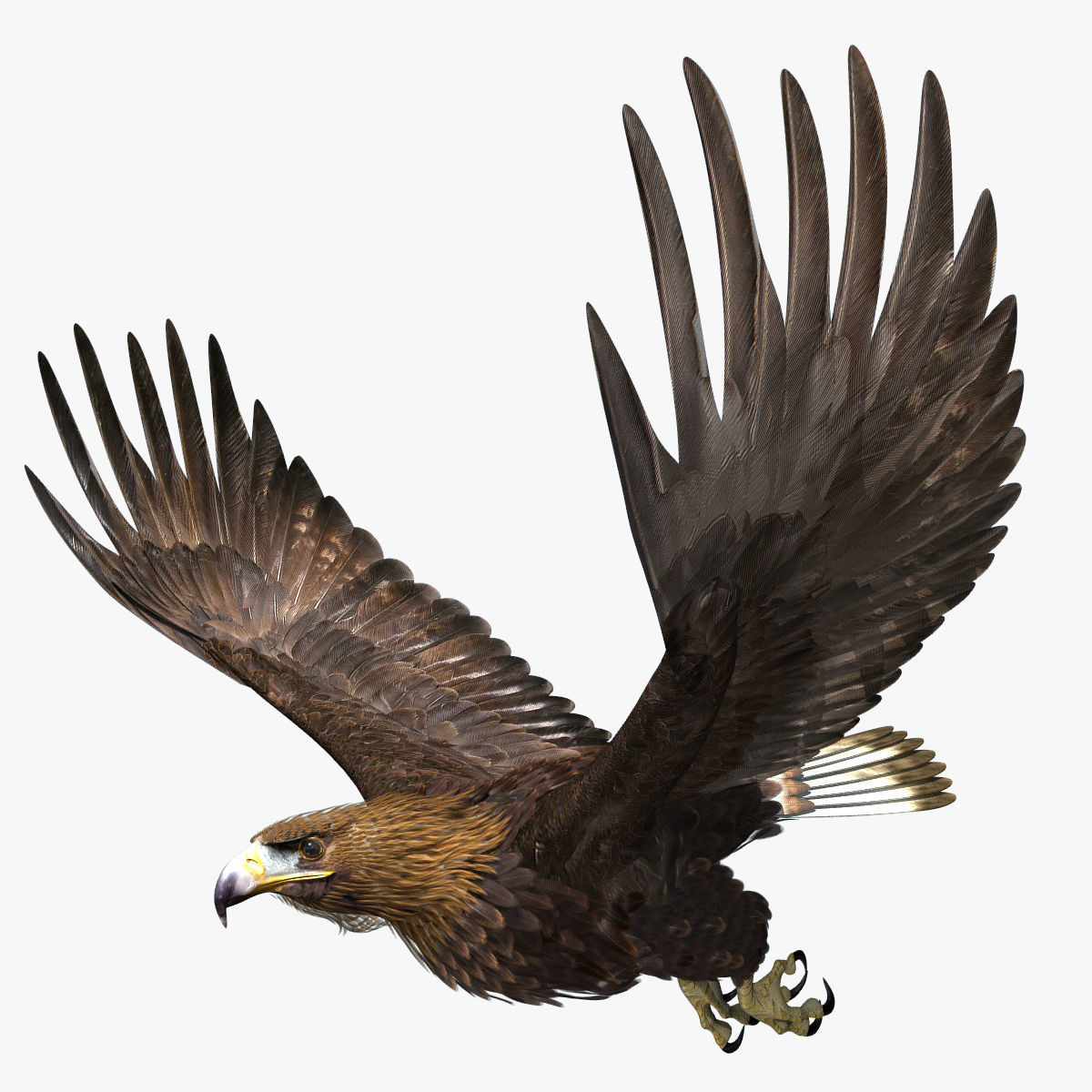 Golden Eagle - rigged - animated standard PBR VRAY