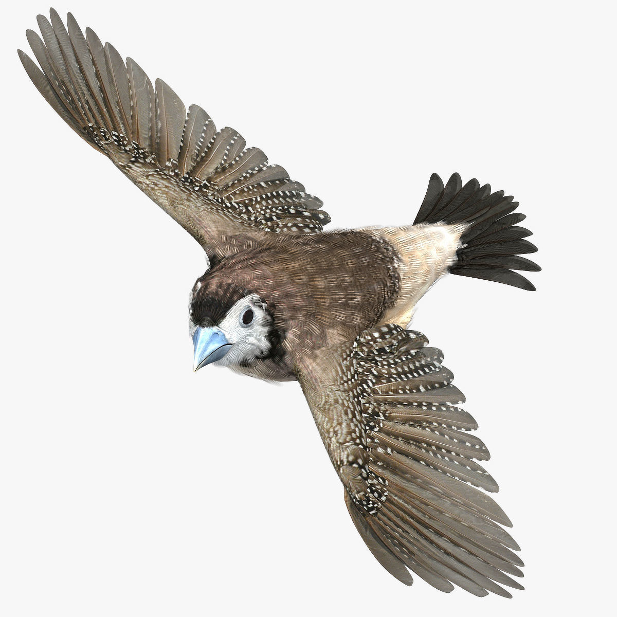 Double-Barred Finch - rigged - animated