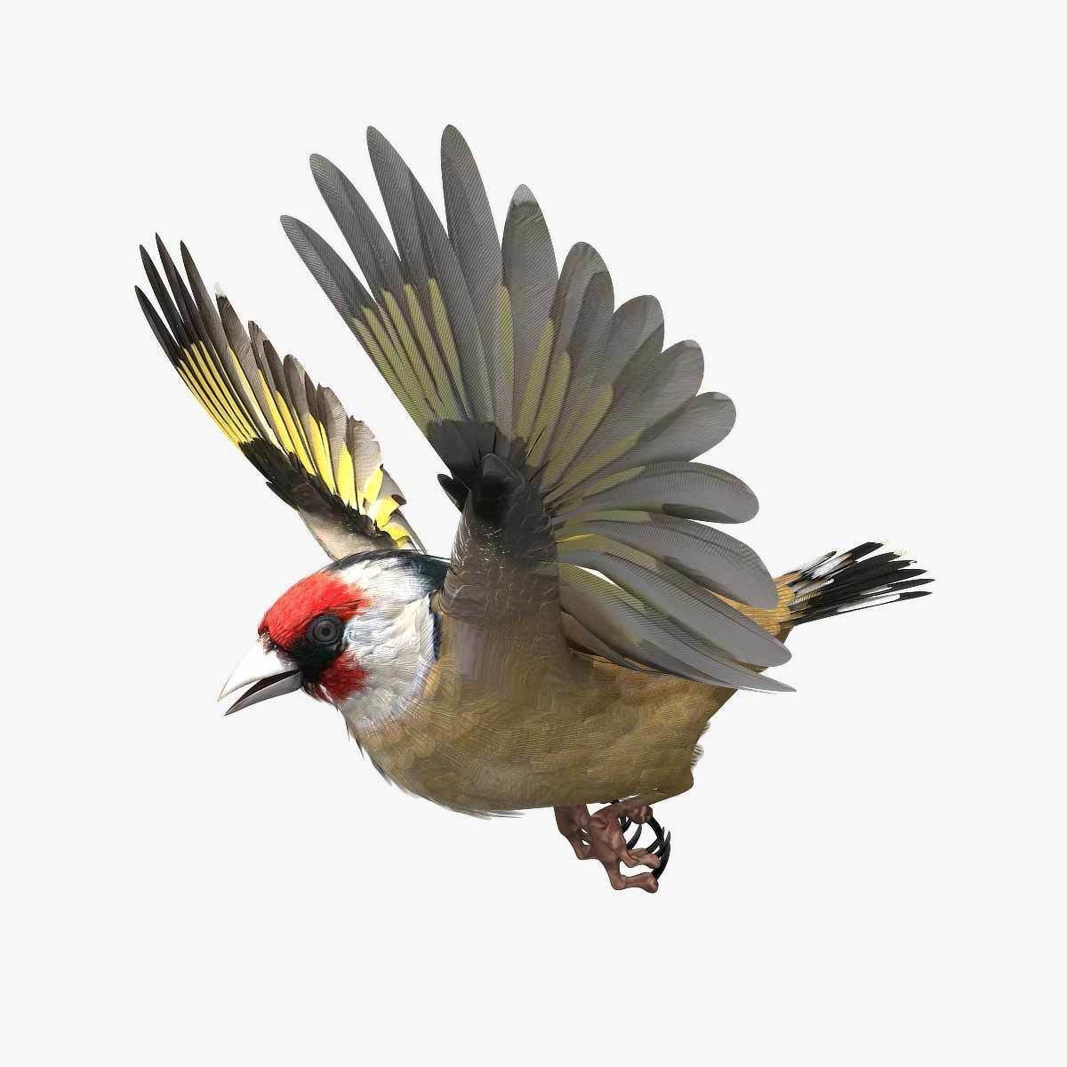 European Goldfinch - rigged - animated