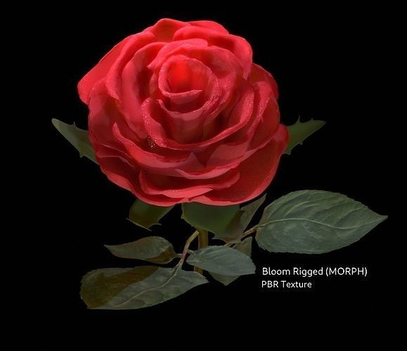 Flowers Rig Realistic 3D Rose Flower with Blooming Rig 3D model rigged | CGTrader
