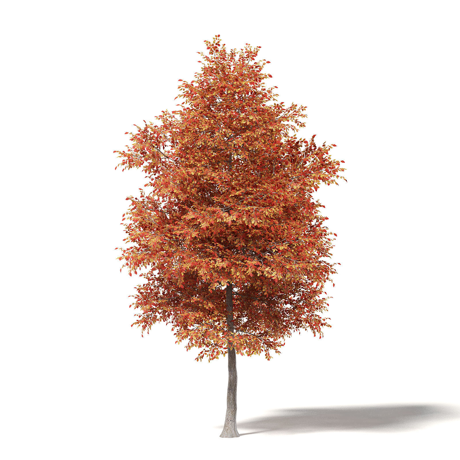Alder 3D Model 7m
