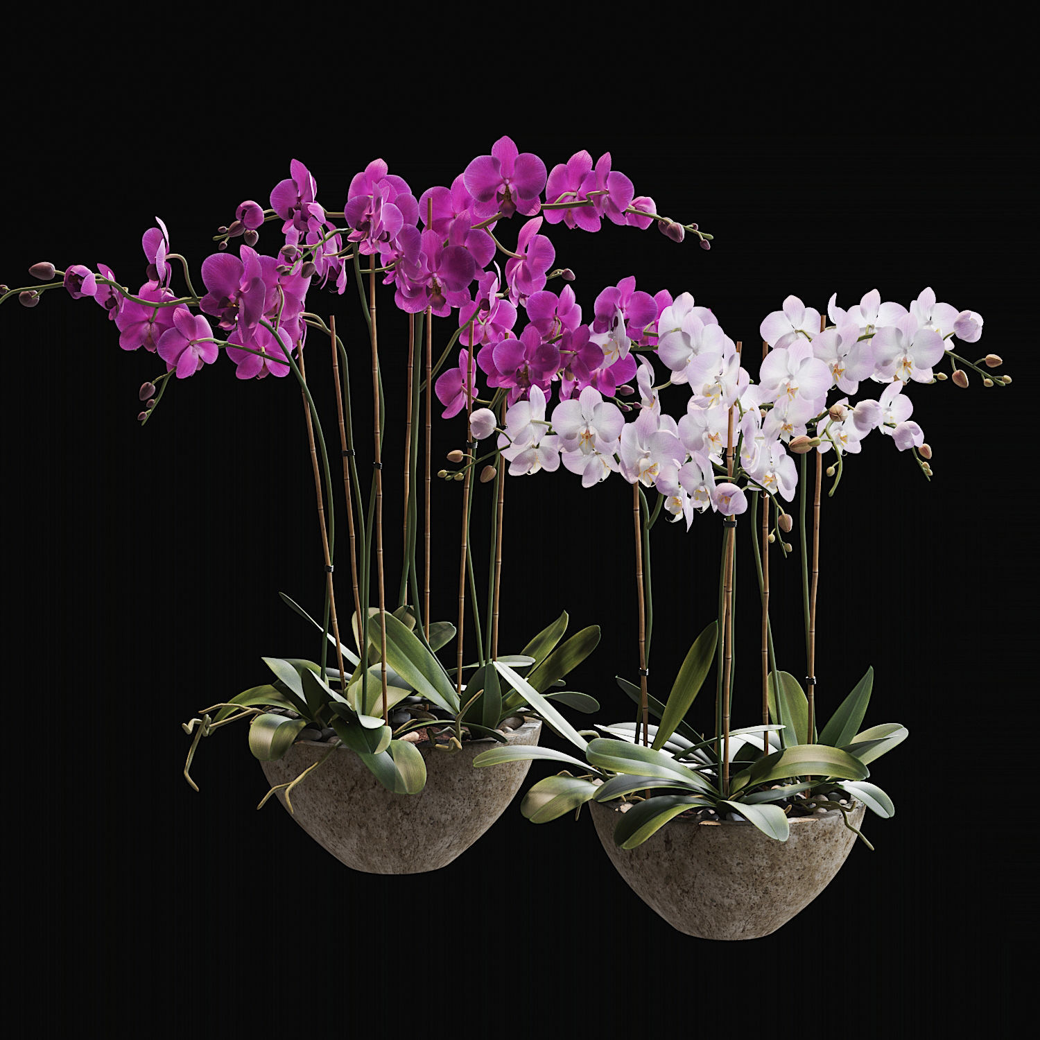 Orchid 3