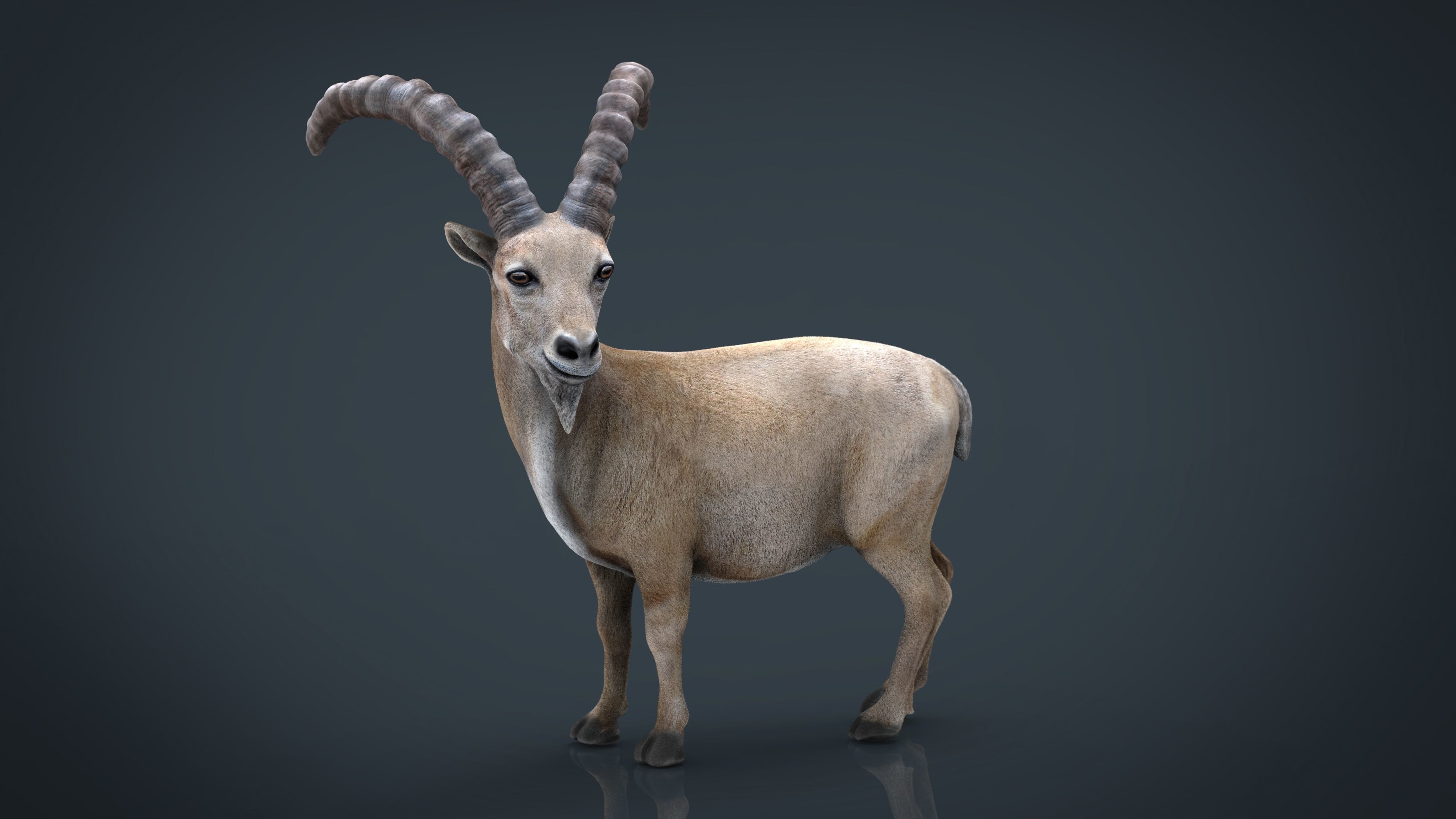 Wild goat