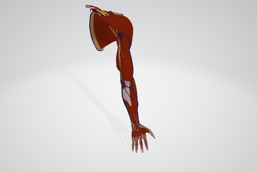 human arm 3D model 3D printable animated | CGTrader