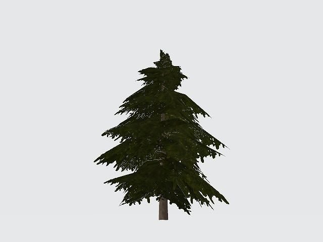 Pine tree free 3D model | CGTrader