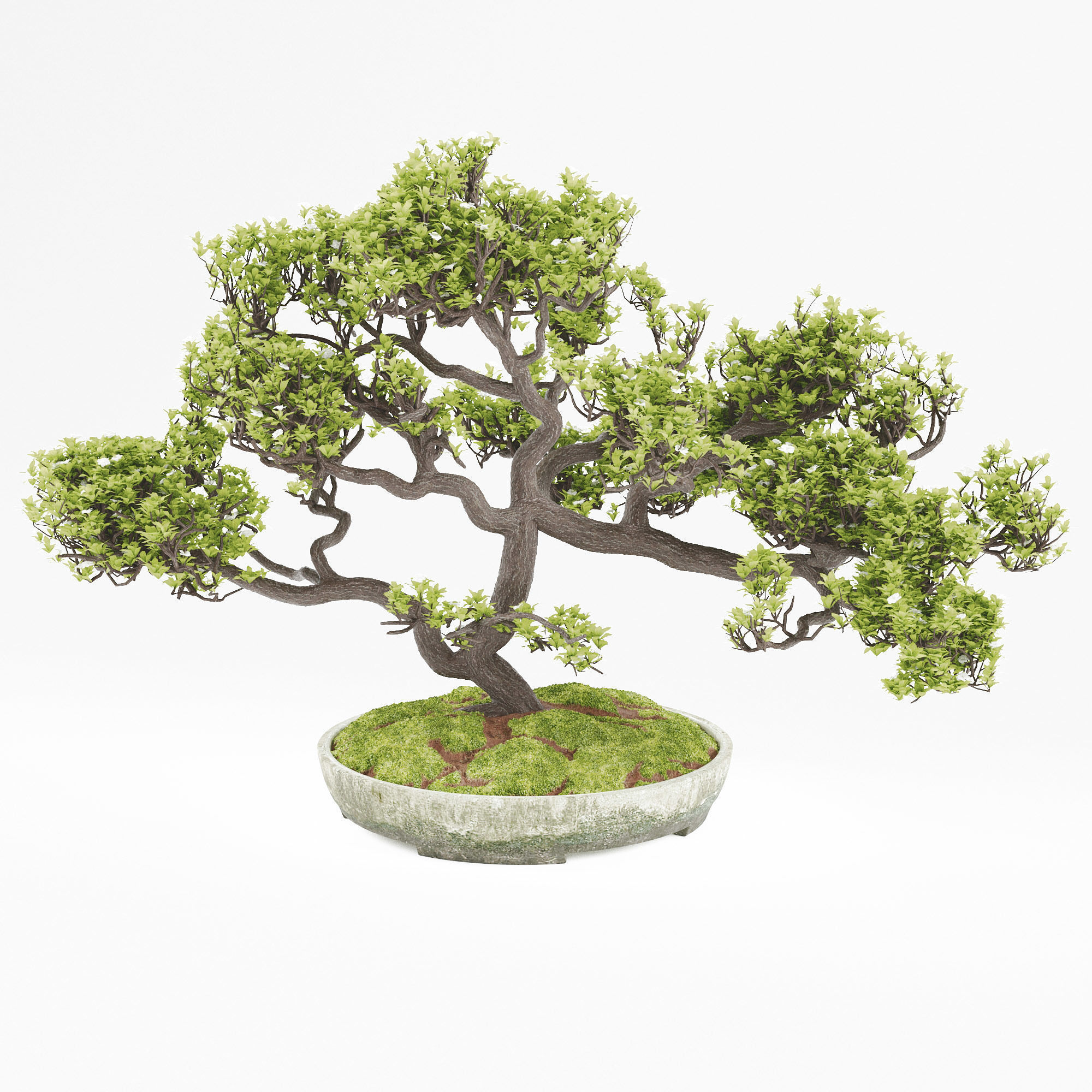 Bonsai