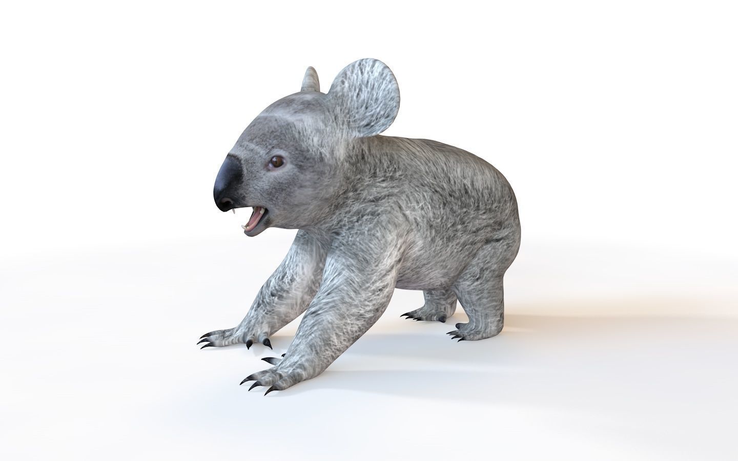 3D Koala Rigged | CGTrader
