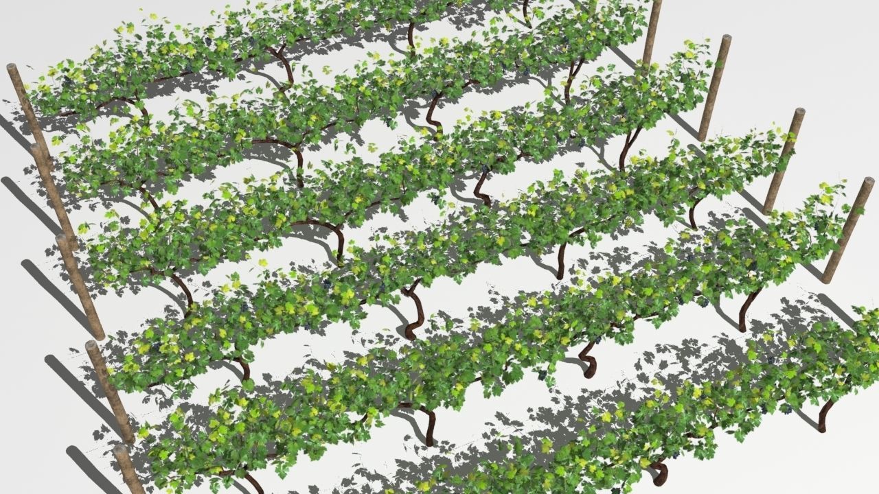 Vineyard