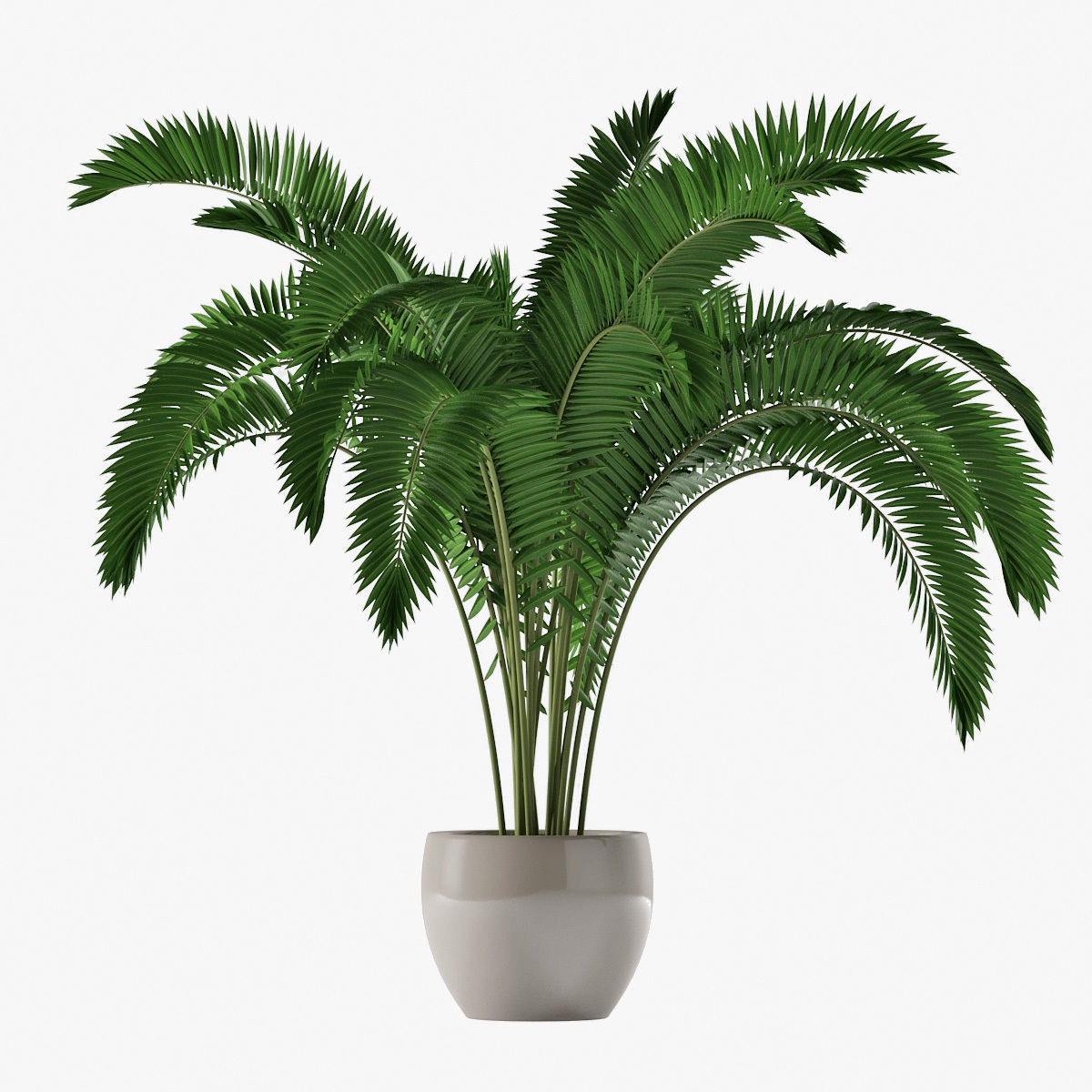 Palm 07