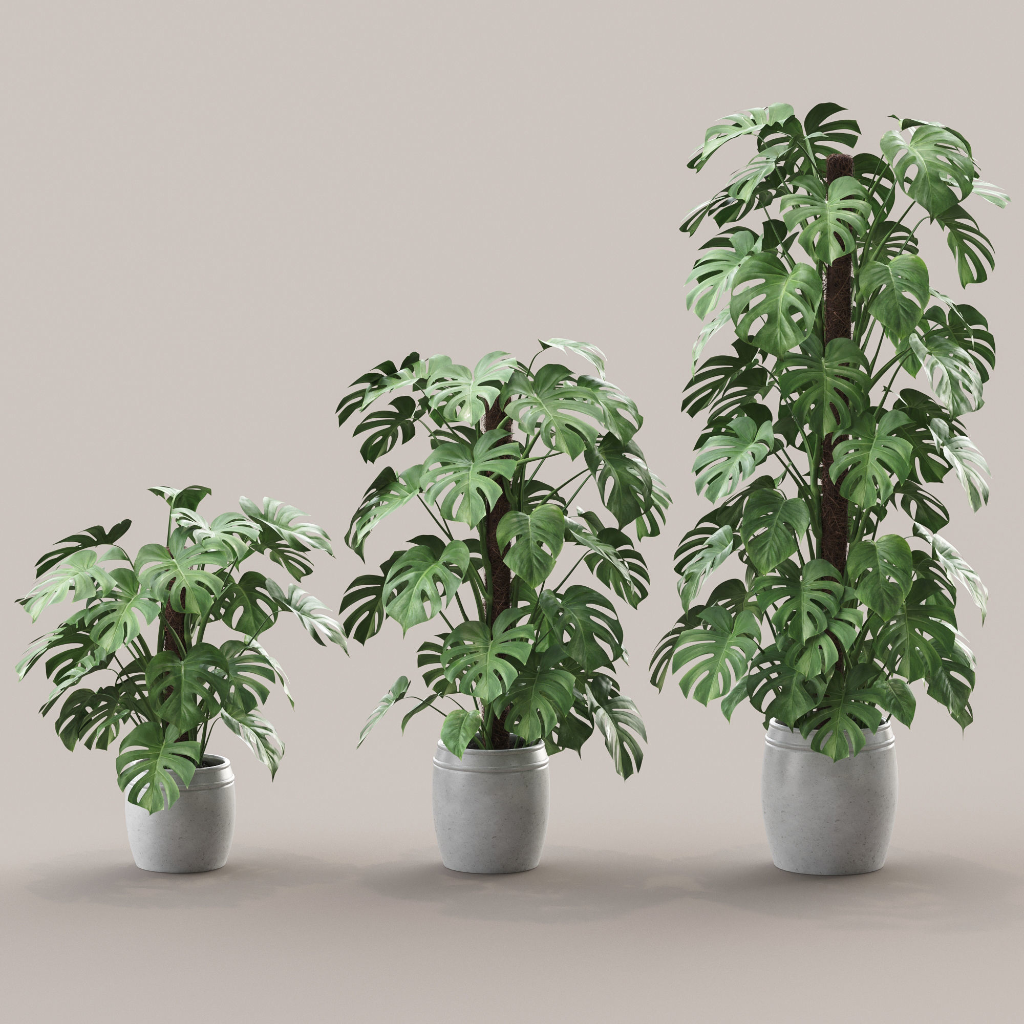 Monstera 4