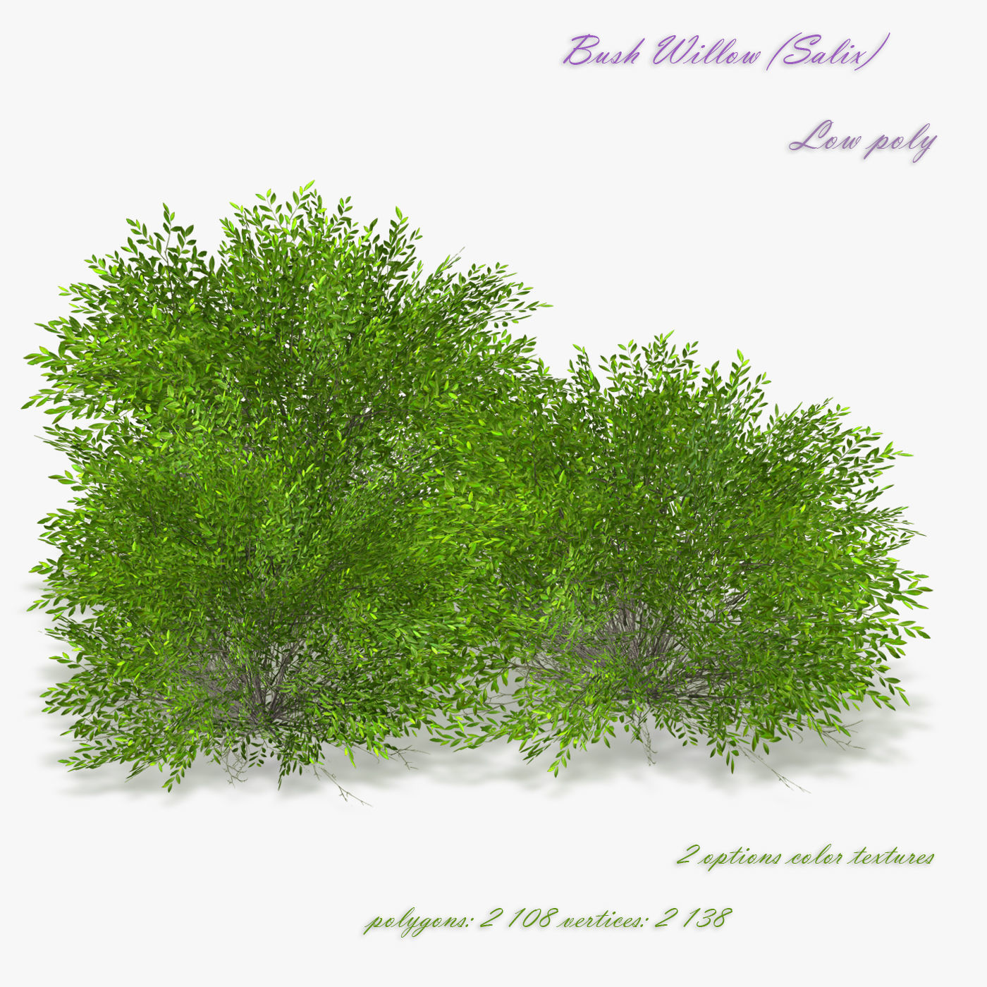 Bush Willow Salix purpurea Nana