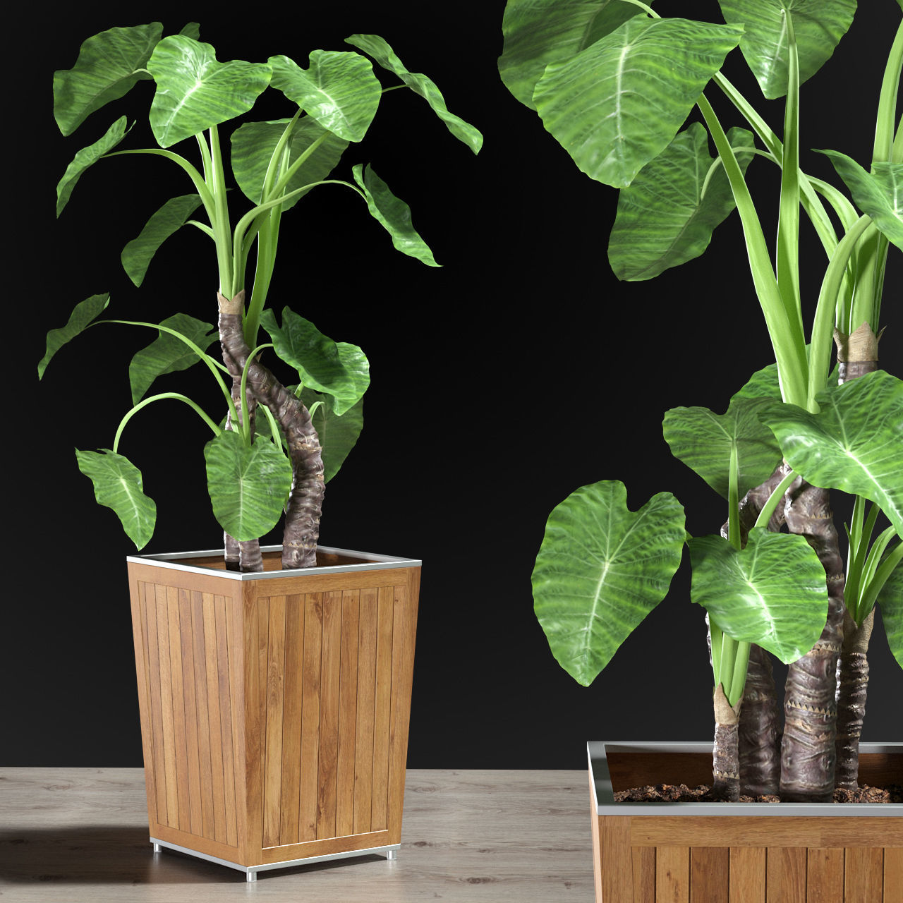 Alocasia DESERT
