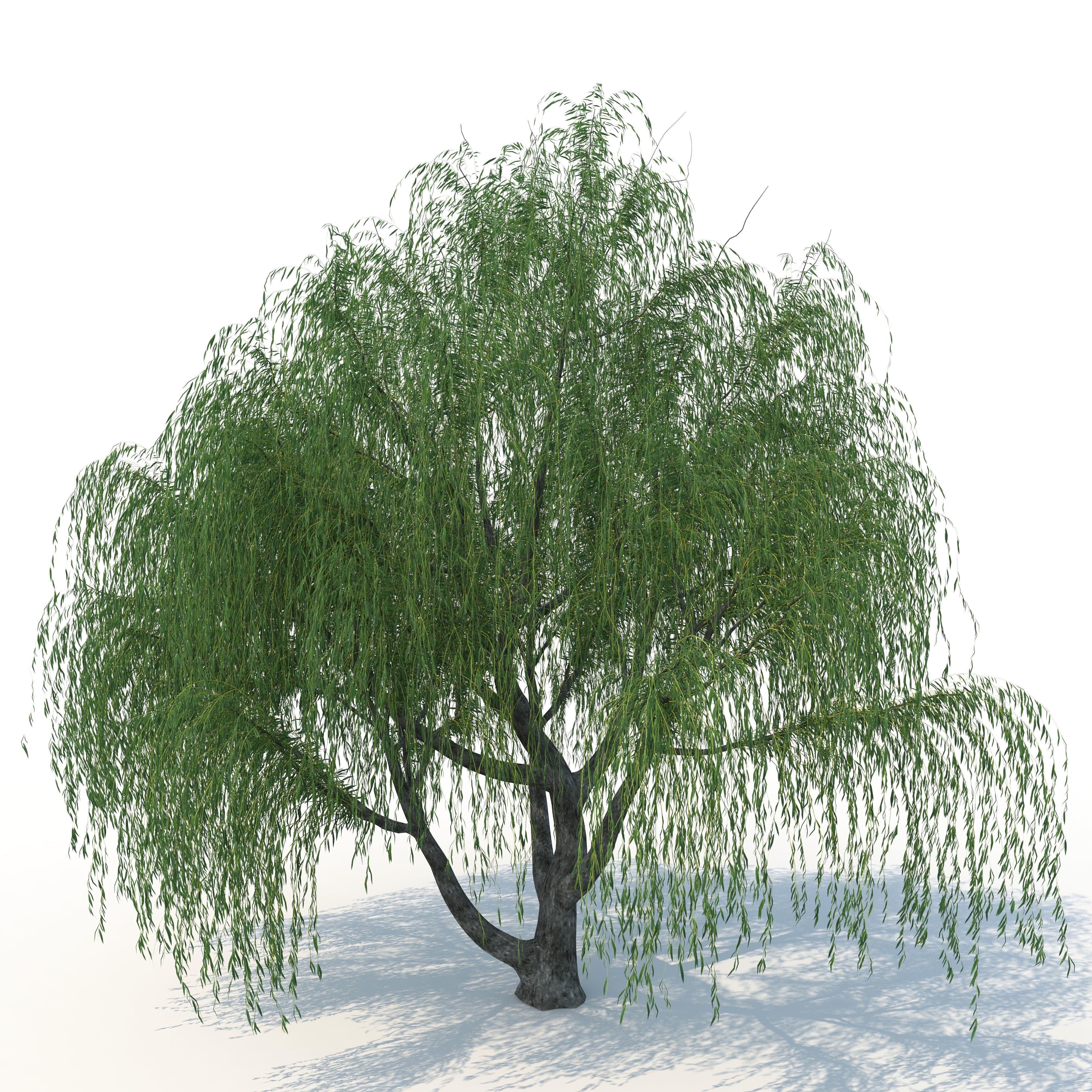 willow tree