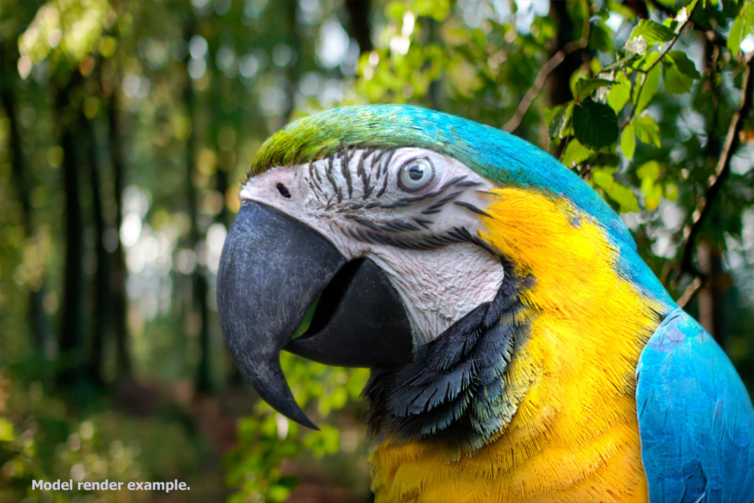 Macaw colorful New World parrots 3D model