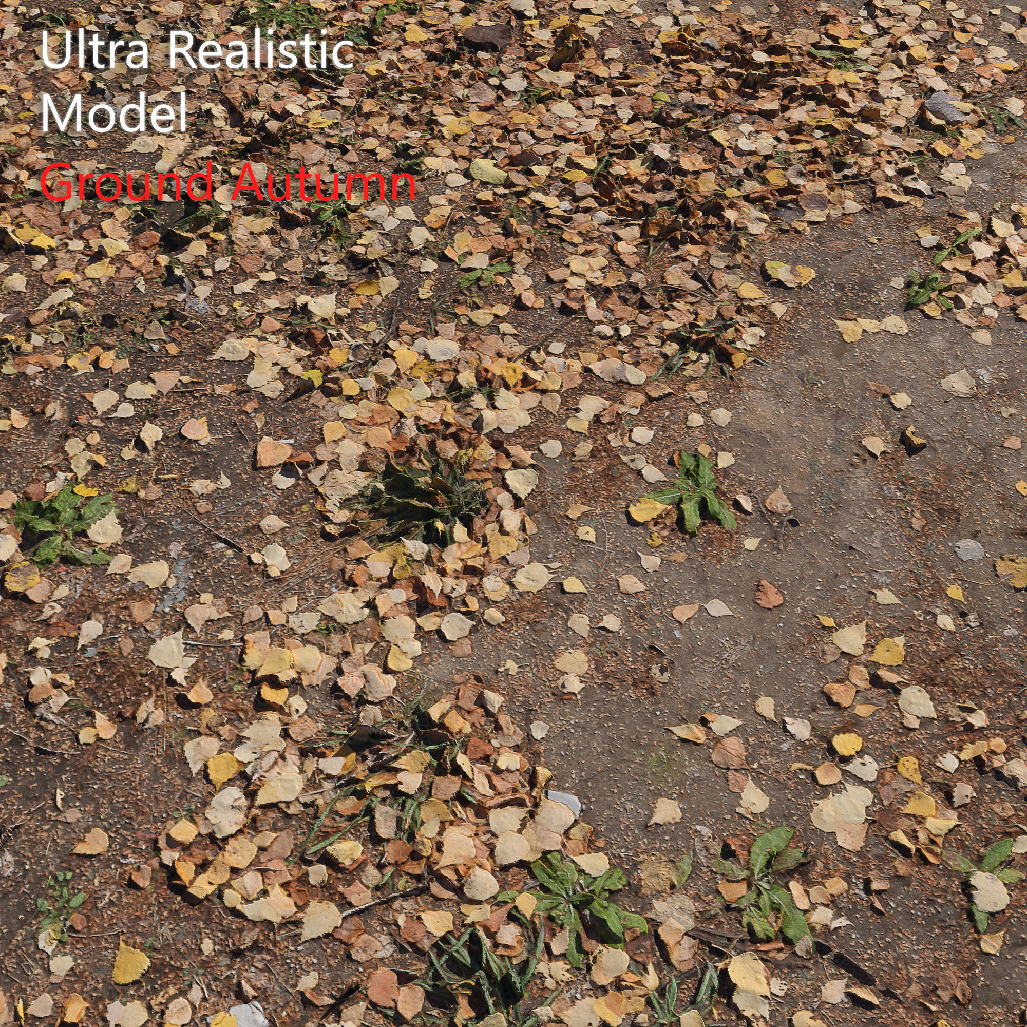 Ground autumn scan 2