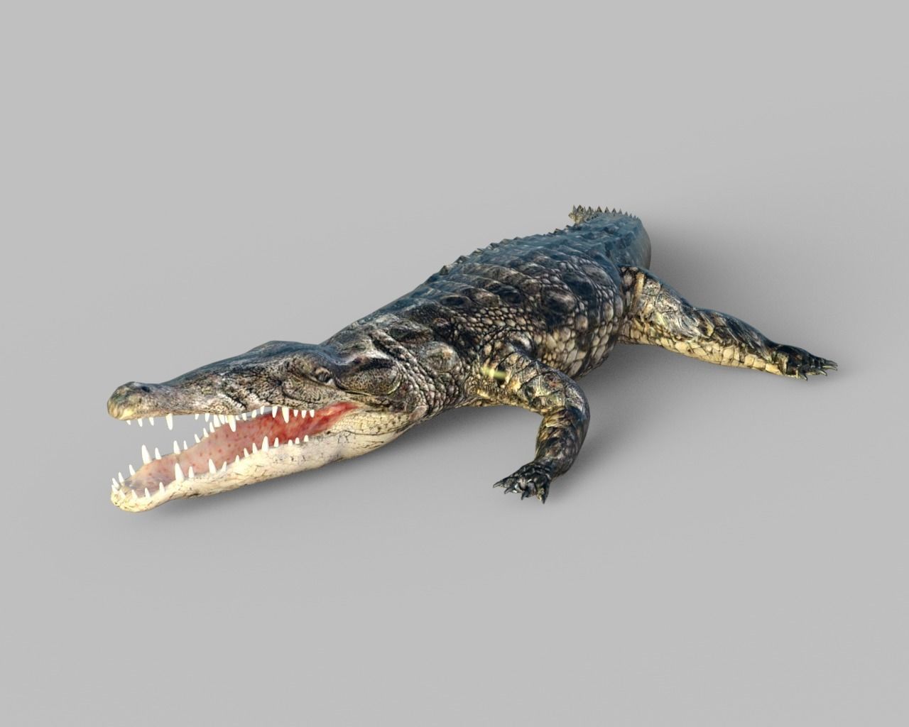 Animated Rigged Crocodile