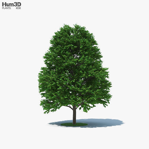 sugar-maple-tree-3d-model-max-obj-3ds-fbx-c4d-lwo.jpg