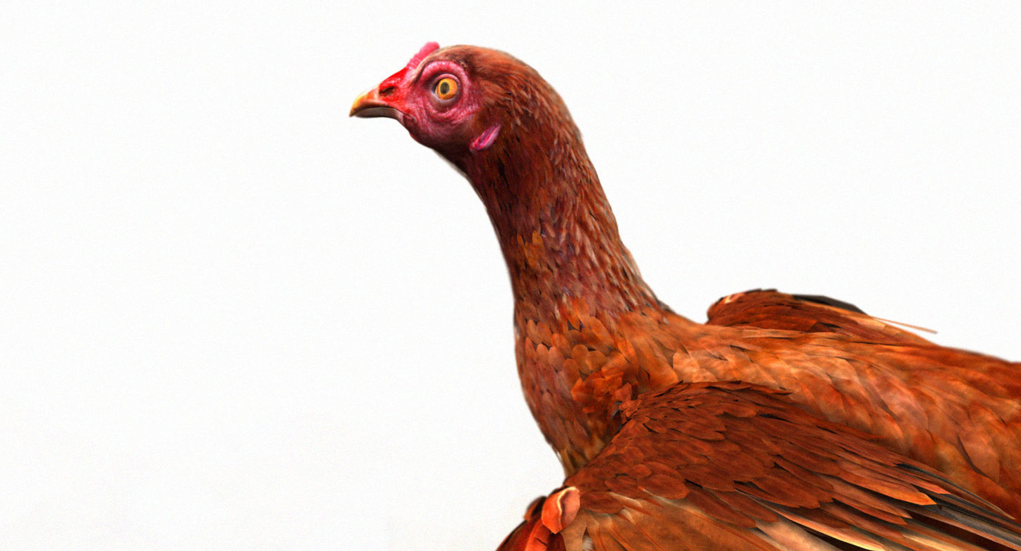 hen 3d model 3D model | CGTrader