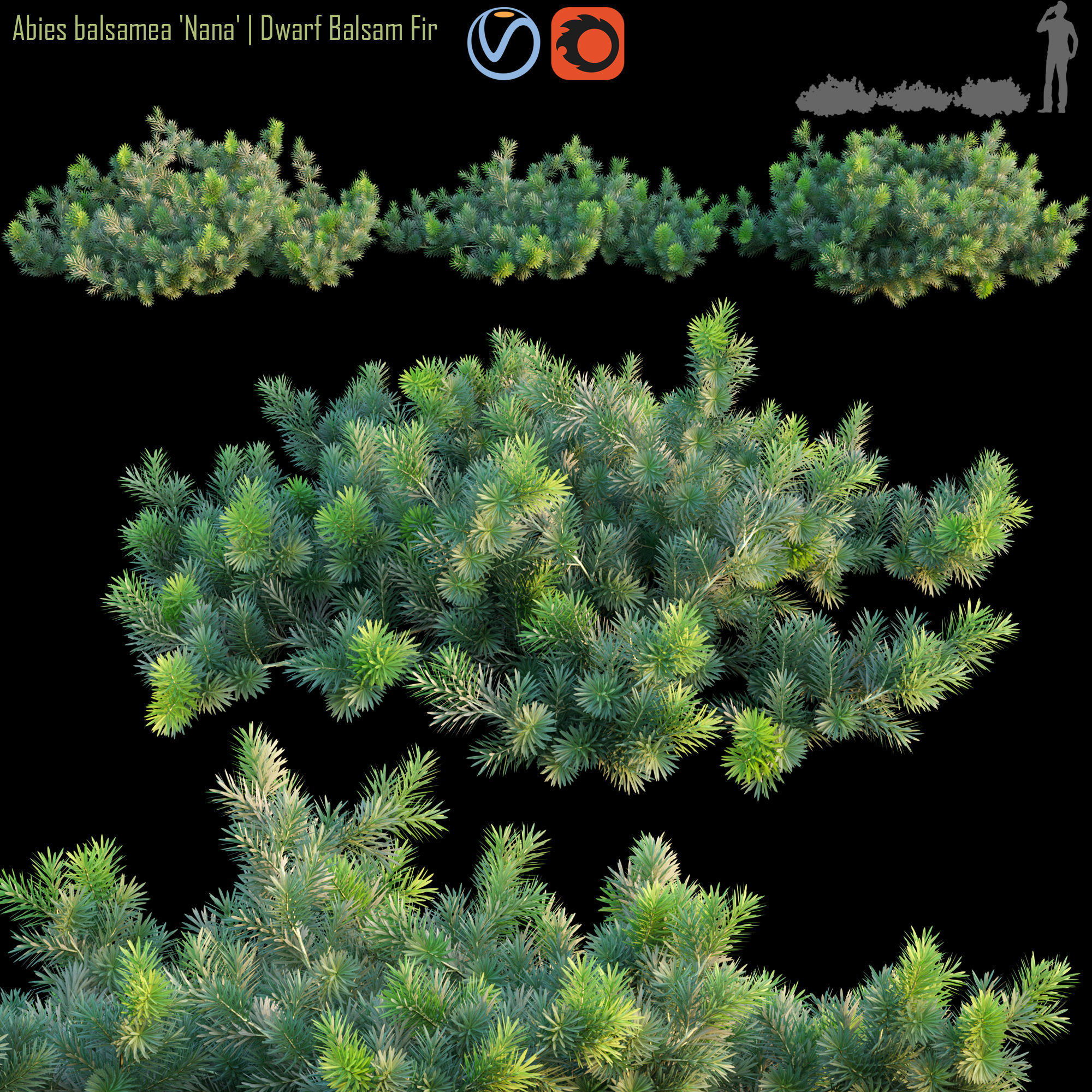 Abies balsamea Dwarf balsam fir