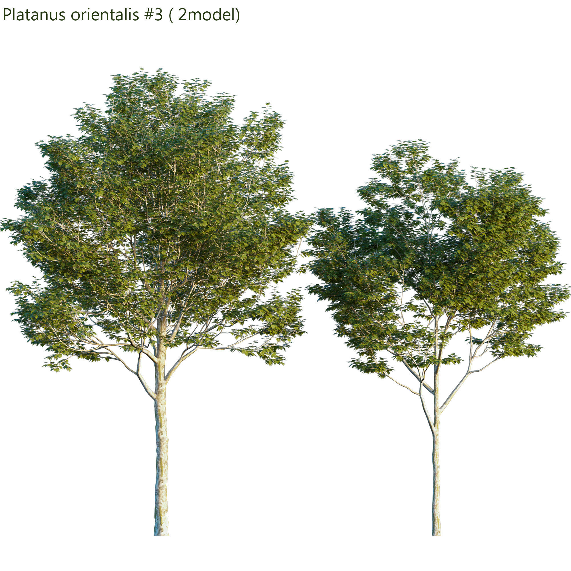 Platanus orientalis -Platanus acerifolia 03