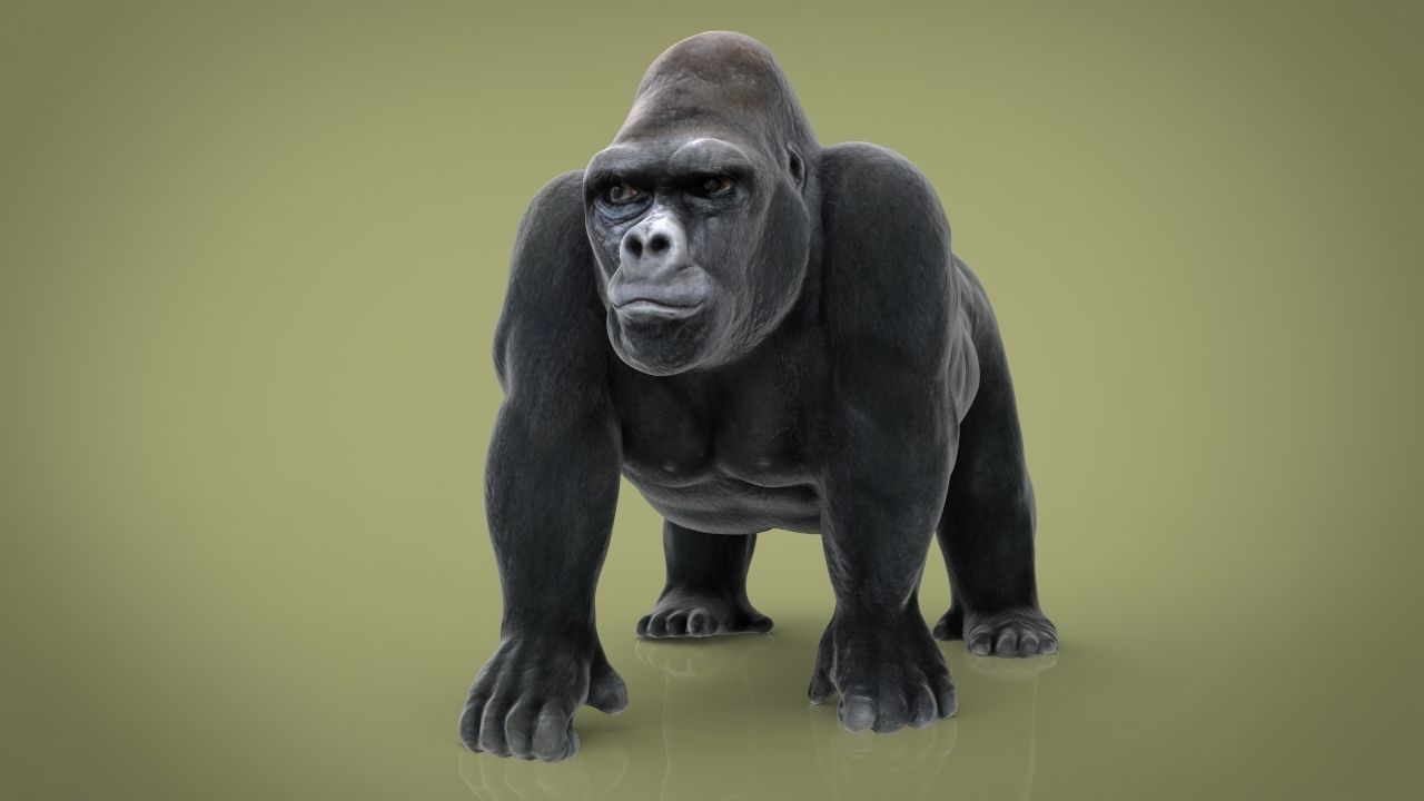 maya gorilla 3d model maya gorilla 3d model