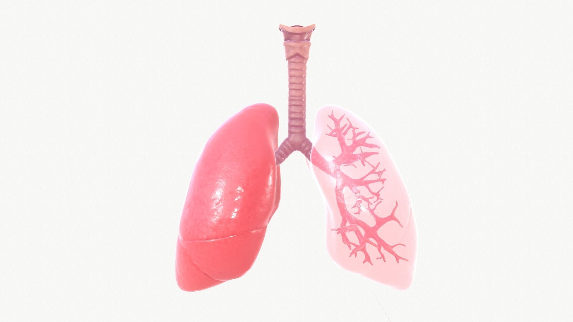 Respiratory System