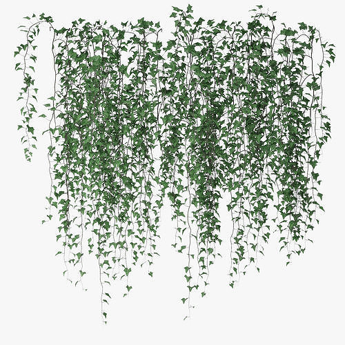 Ivy wall 07 3D model CGTrader