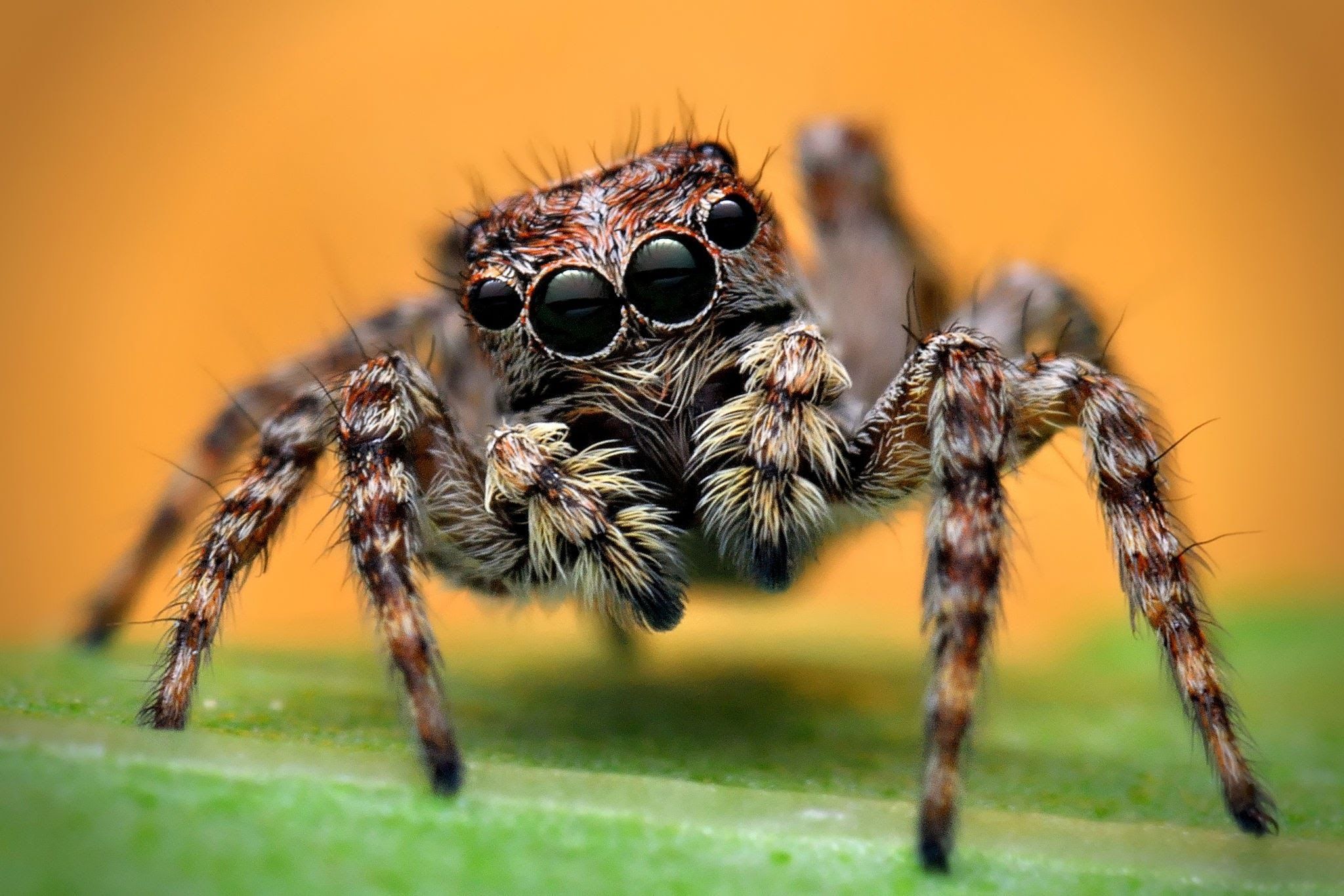 spider