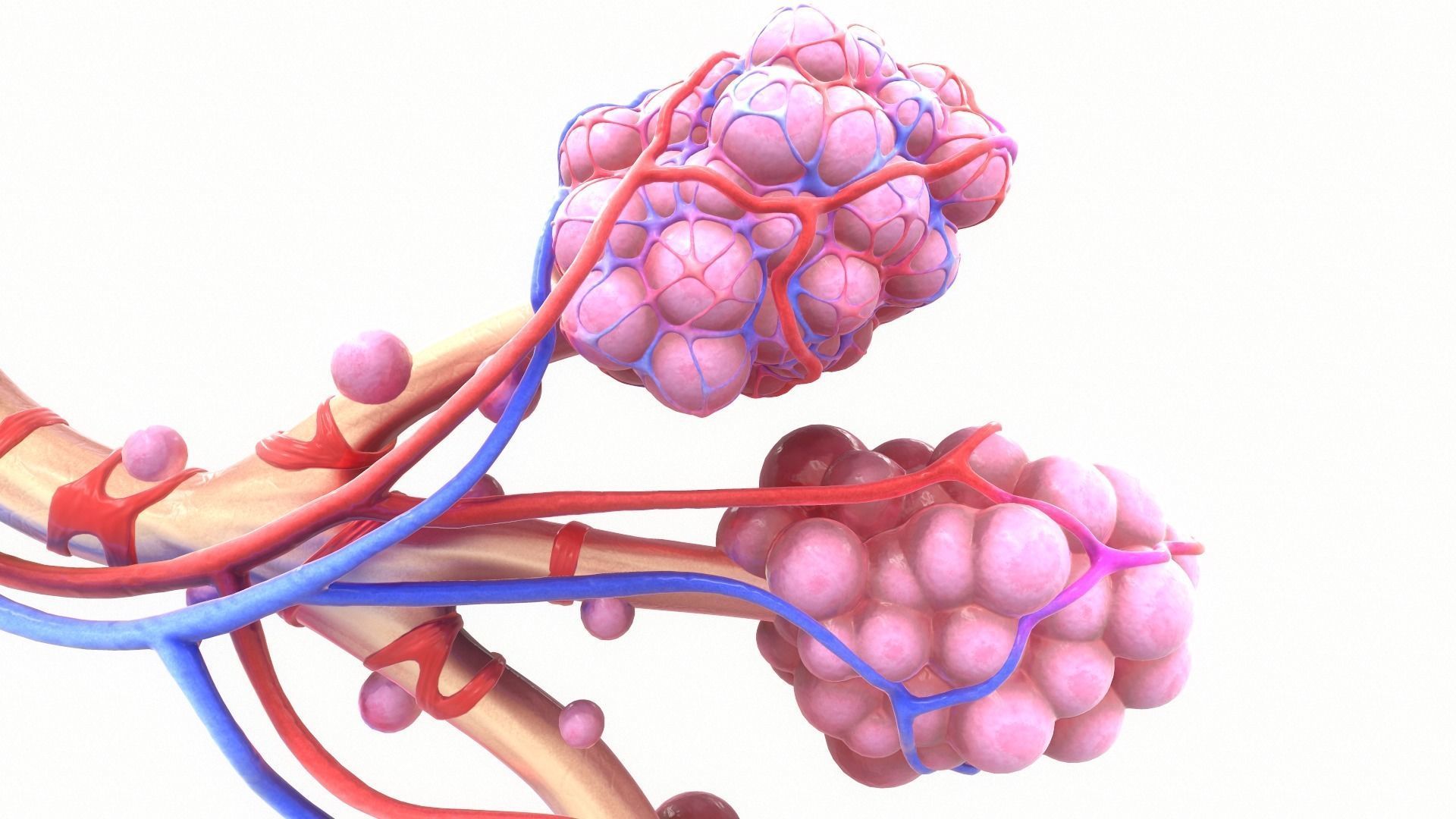Realistic Human Bronchi Alveoli Anatomy