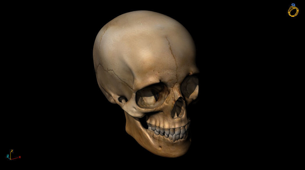 3D Skull print model | CGTrader