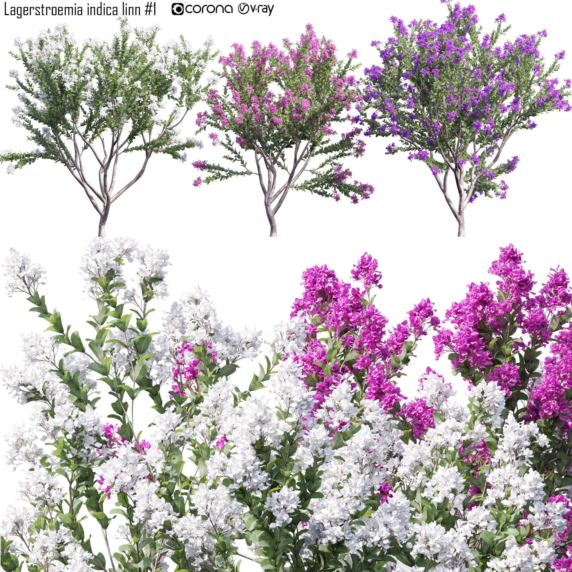 Lagerstroemia indica linn 1