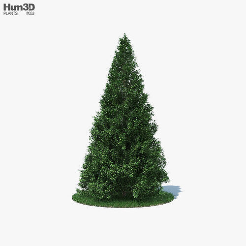 American Holly 3D model