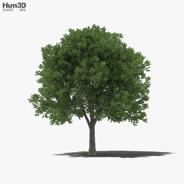 Elm Tree